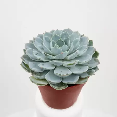 Echeveria | Vetplant Pot12cm