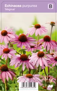 Echinacea purpurea Magnus