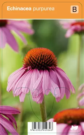 Echinacea purpurea