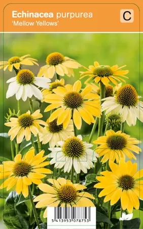 Echinacea pur. Mellow Yellows