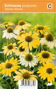 Echinacea pur. Mellow Yellows