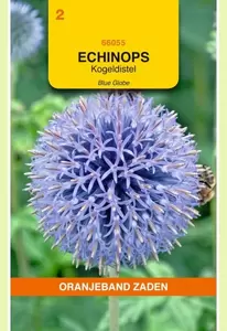 Echinops, Kogeldistel Blue Globe Oranjeband - afbeelding 1