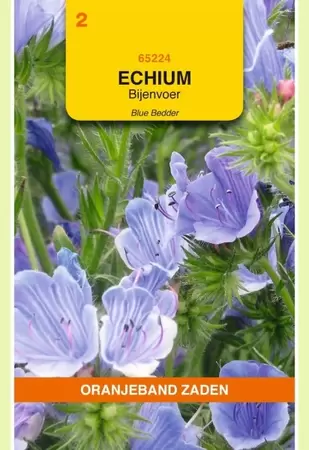 Echium, Bijenvoer Blue Bedder Oranjeband - afbeelding 1