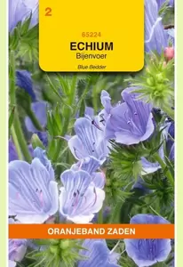 Echium, Bijenvoer Blue Bedder Oranjeband - afbeelding 1