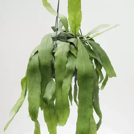 Epiphyllum Pumilum Pot17cm