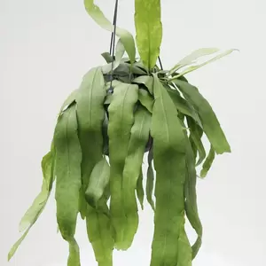 Epiphyllum Pumilum Pot17cm