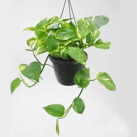 Epipremnum Aureum | Drakenklimop Hangpot