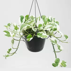 Epipremnum Aureum 'N Joy' | Drakenklimop Hangpot