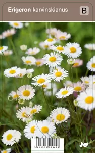 Erigeron karvinskianus