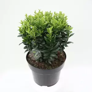 Euonymus jap. Green Spire | Kardinaalsmuts