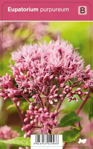 Eupatorium purpureum p9