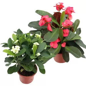 Euphorbia Milii | Christusdoorn