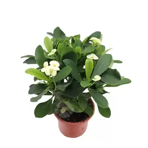Euphorbia Milii | Christusdoorn - afbeelding 2