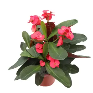 Euphorbia Milii | Christusdoorn - afbeelding 3