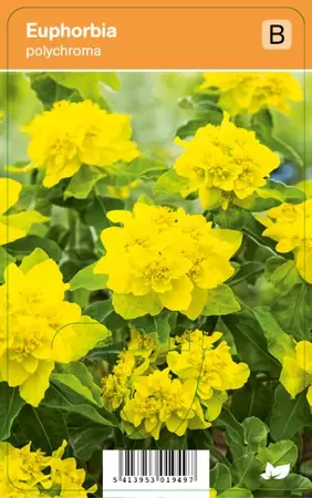 Euphorbia polychroma