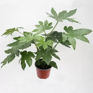 Fatsia Japonica | Vingerplant