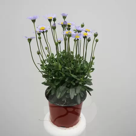 Felicia stekperkgoed | Blauwe Margriet