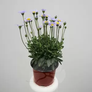 Felicia stekperkgoed | Blauwe Margriet