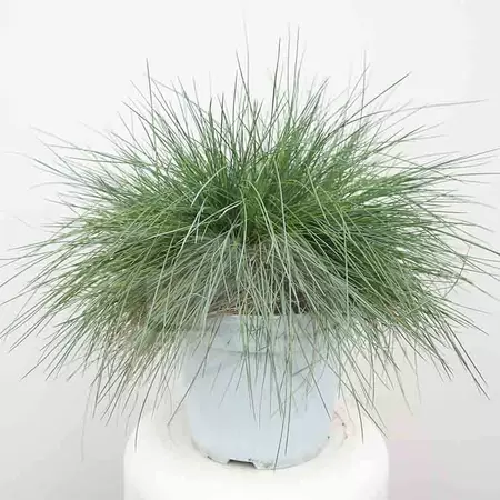 Festuca gl. Intense Bleu | Blauw Schapengras