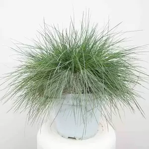 Festuca gl. Intense Bleu | Blauw Schapengras