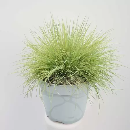 Festuca Glauca 'AmiGold' | Schapengras