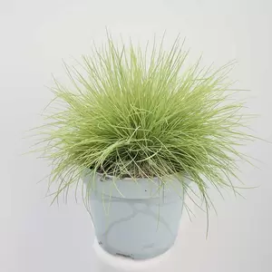 Festuca Glauca 'AmiGold' | Schapengras