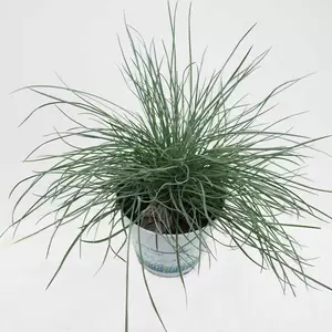 Festuca glauca | Blauw schapengras