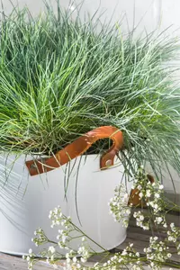 Festuca glauca 'Elijah Blue' 6-pack - afbeelding 2