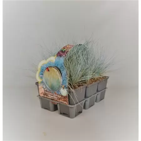 Festuca glauca 'Elijah Blue' 6-pack - afbeelding 1