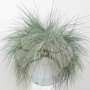 Festuca Glauca Intense Blue | Blauw Schapengras