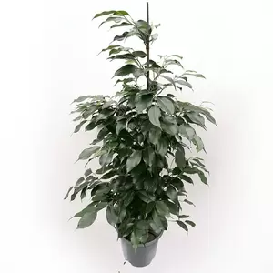 Ficus Benjamina 'Danielle'