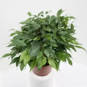 Ficus Benjamina Green Kinky | Rubberboom