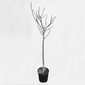 Ficus carica | Vijgenboom - afbeelding 1