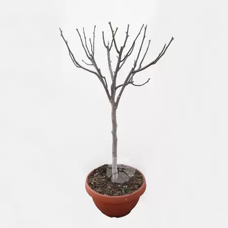 Ficus carica pot | Vijgenboom - afbeelding 1