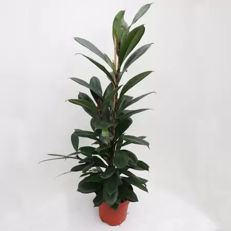 Ficus Cyathistipula | Afrikaanse Vijgenboom Pot21cm H100cm