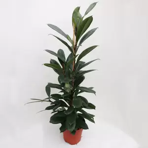 Ficus Cyathistipula | Afrikaanse Vijgenboom