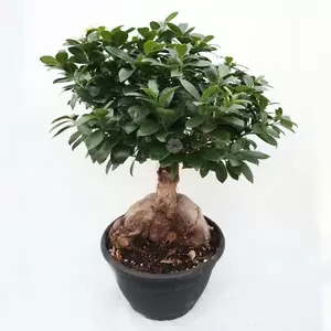 Ficus Microcarpa Ginseng | Kamerbonsai Pot26cm H60cm