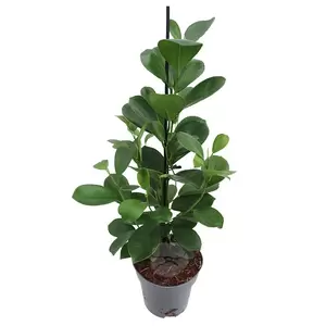 Ficus Microcarpa 'Moclame'