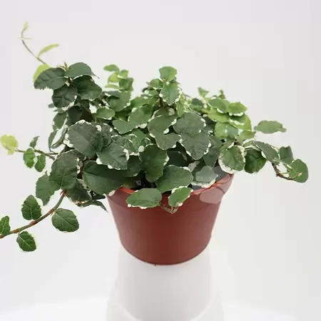 Ficus Pumila White Sunny | Dwergficus