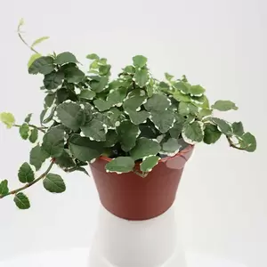 Ficus Pumila White Sunny | Dwergficus