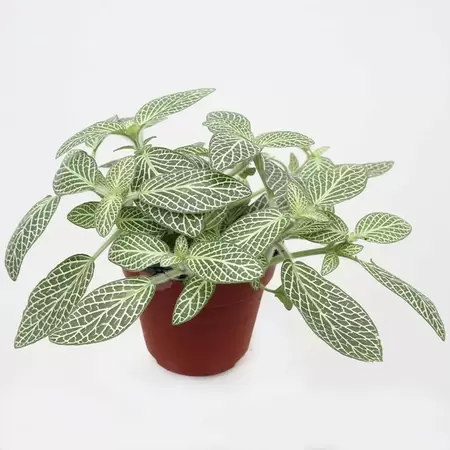 Fittonia | Mozaiekplantje