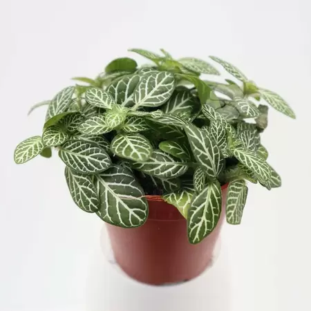 Fittonia Verschaffeltii | Mozaiekplant