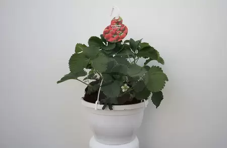 Fragaria (Aardbei) HP23