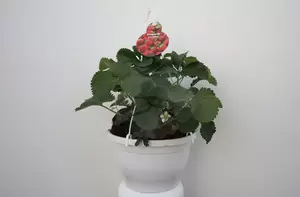 Fragaria (Aardbei) HP23