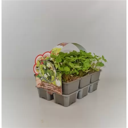 Fragaria vesca 'Alexandria' 6-pack