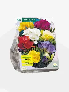 Freesia Double, Mix per 50