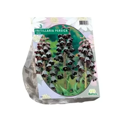 Fritillaria Persica per 3