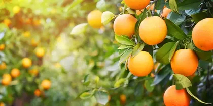Fruitplanten & fruitbomen