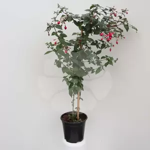 Fuchsia op stam P19 | Bellenplant - afbeelding 1