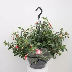 Fuchsia P25 (hangpot) | Bellenplant